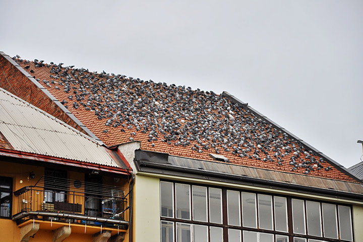 A2B Pest Control are able to install spikes to deter birds from roofs in Summerstown. 
