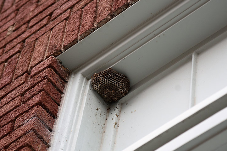 We provide a wasp nest removal service for domestic and commercial properties in Summerstown.
